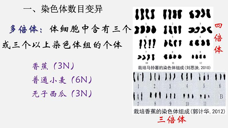 高中生物人教版2019必修2遗传与进化5-2染色体变异精品课件第8页