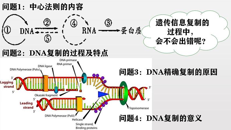 高中生物人教版2019必修2遗传与进化5-1基因突变和基因重组 课件01