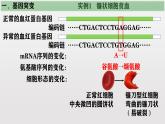 高中生物人教版2019必修2遗传与进化5-1基因突变和基因重组 课件