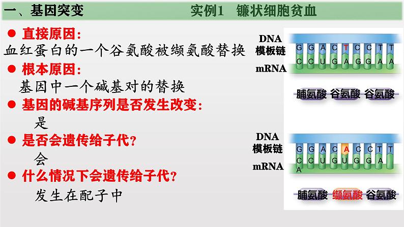 高中生物人教版2019必修2遗传与进化5-1基因突变和基因重组 课件04