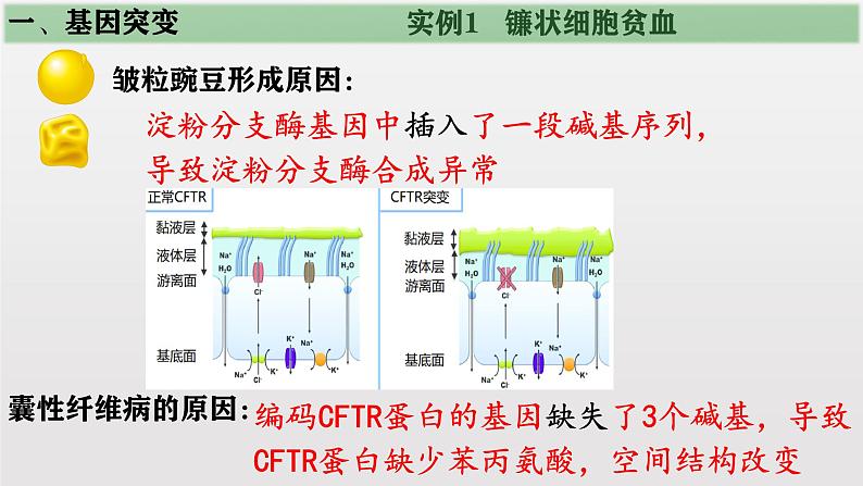 高中生物人教版2019必修2遗传与进化5-1基因突变和基因重组 课件05