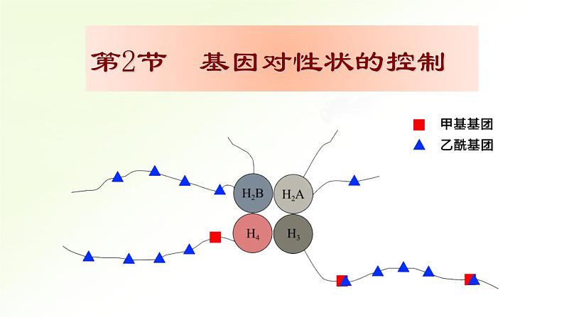 高中生物人教版2019必修2遗传与进化4-2基因表达与性状的关系精品课件第1页