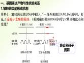 高中生物人教版2019必修2遺傳與進(jìn)化4-2基因表達(dá)與性狀的關(guān)系 課件