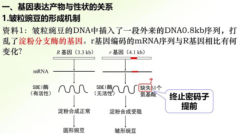 高中生物人教版2019必修2遗传与进化4-2基因表达与性状的关系精品课件第3页