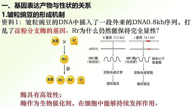 高中生物人教版2019必修2遗传与进化4-2基因表达与性状的关系精品课件第4页