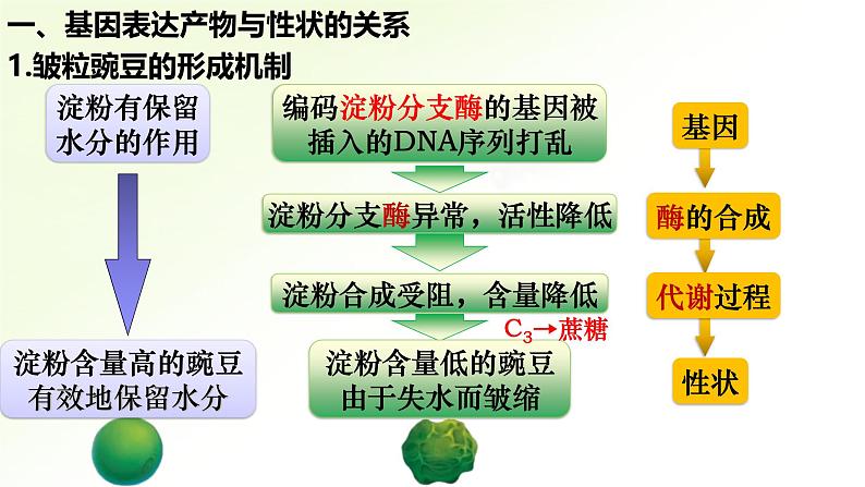 高中生物人教版2019必修2遗传与进化4-2基因表达与性状的关系精品课件第5页