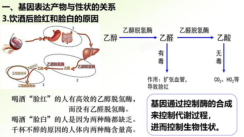 高中生物人教版2019必修2遗传与进化4-2基因表达与性状的关系精品课件第7页