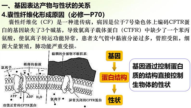 高中生物人教版2019必修2遗传与进化4-2基因表达与性状的关系精品课件第8页