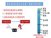 高中生物人教版2019必修2遗传与进化3-4基因通常是有遗传效应的DNA片段 课件1