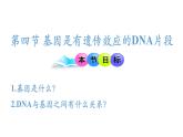 高中生物人教版2019必修2遗传与进化3-4基因通常是有遗传效应的DNA片段 课件1
