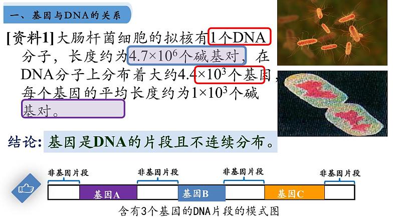 高中生物人教版2019必修2遗传与进化3-4基因通常是有遗传效应的DNA片段 课件103