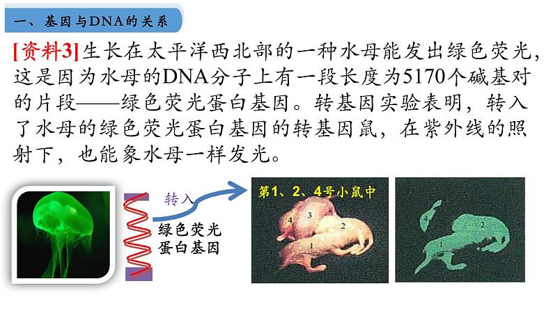 高中生物人教版2019必修2遗传与进化3-4基因通常是有遗传效应的DNA片段 课件105