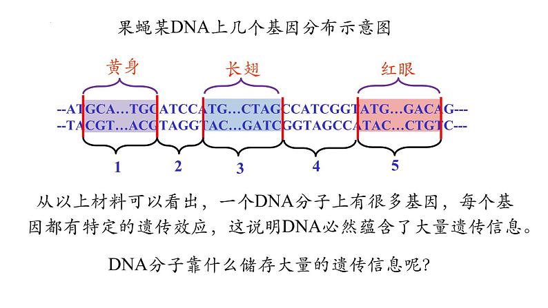 高中生物人教版2019必修2遗传与进化3-4基因通常是有遗传效应的DNA片段 课件108