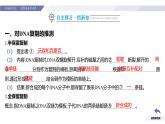 高中生物人教版2019必修2遺傳與進(jìn)化3-3DNA的復(fù)制 課件2