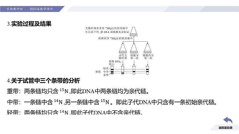 高中生物人教版2019必修2遗传与进化3-3DNA的复制精品课件2第6页