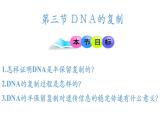 高中生物人教版2019必修2遺傳與進(jìn)化3-3DNA的復(fù)制 課件1