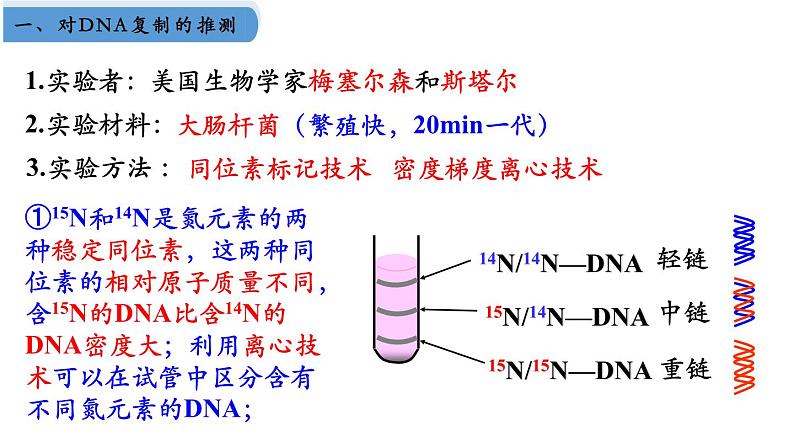 高中生物人教版2019必修2遗传与进化3-3DNA的复制精品课件1第5页