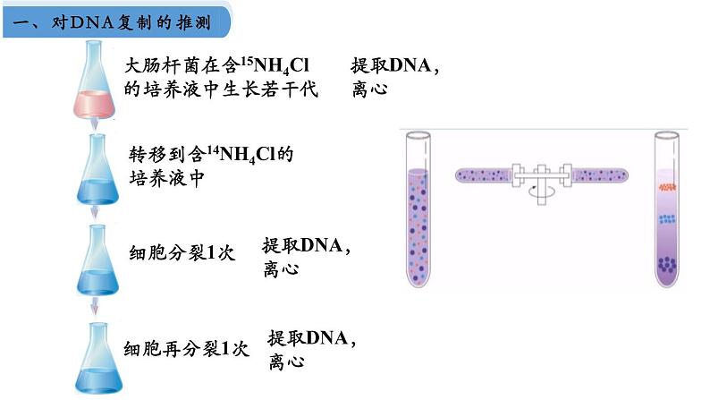 高中生物人教版2019必修2遗传与进化3-3DNA的复制精品课件1第6页