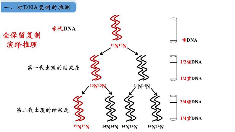 高中生物人教版2019必修2遗传与进化3-3DNA的复制精品课件1第8页