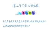 高中生物人教版2019必修2遺傳與進(jìn)化3-2DNA的結(jié)構(gòu) 課件3