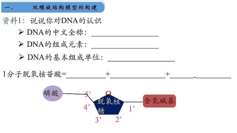 高中生物人教版2019必修2遗传与进化3-2DNA的结构 课件303