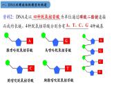 高中生物人教版2019必修2遺傳與進(jìn)化3-2DNA的結(jié)構(gòu) 課件3