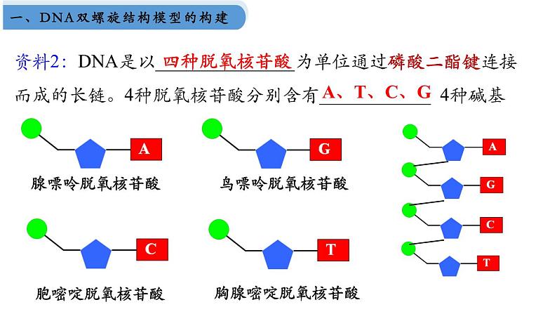 高中生物人教版2019必修2遗传与进化3-2DNA的结构 课件304