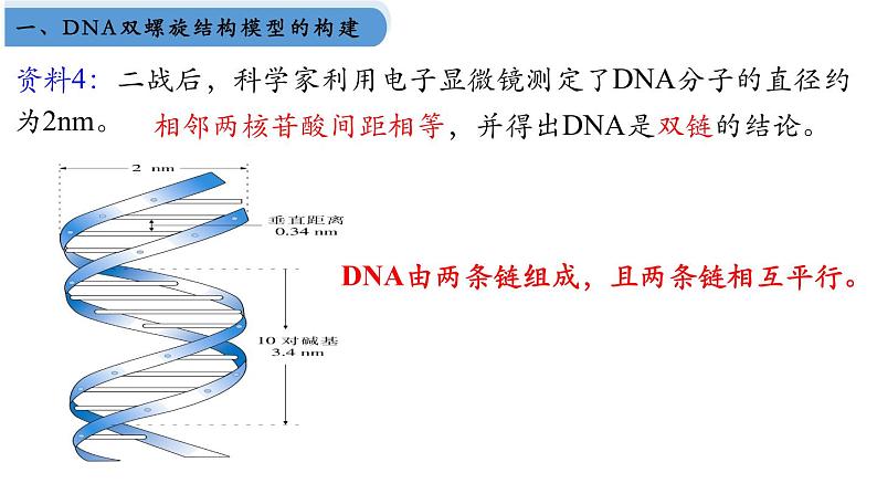 高中生物人教版2019必修2遗传与进化3-2DNA的结构 课件306