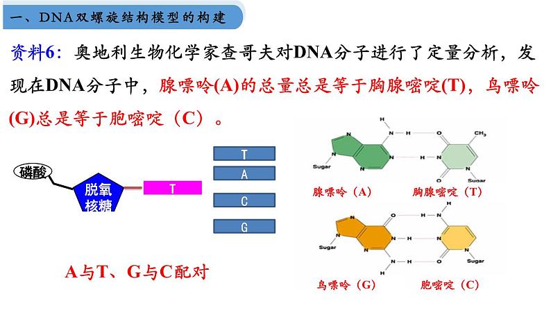 高中生物人教版2019必修2遗传与进化3-2DNA的结构 课件308