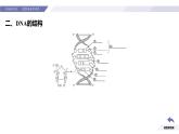 高中生物人教版2019必修2遺傳與進(jìn)化3-2DNA的結(jié)構(gòu) 課件2