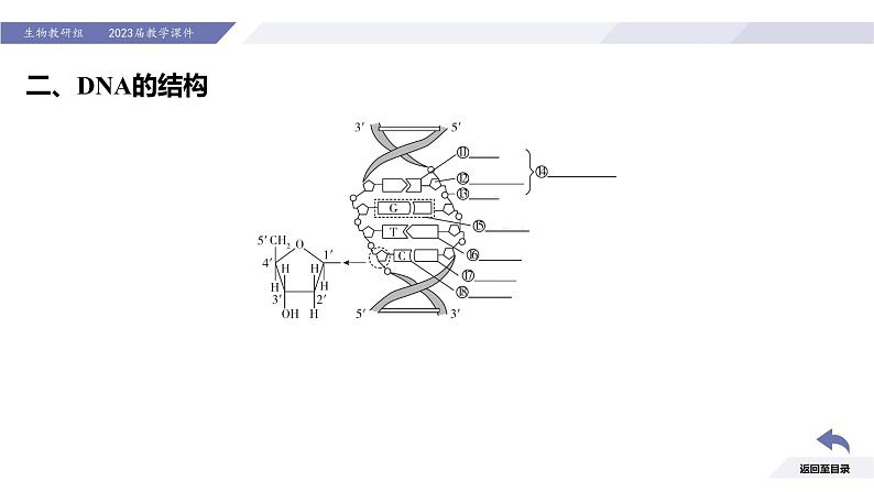 高中生物人教版2019必修2遗传与进化3-2DNA的结构精品课件2第5页