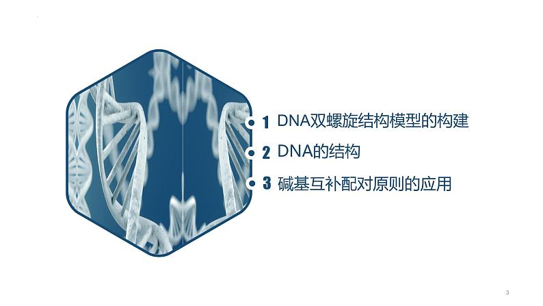 高中生物人教版2019必修2遗传与进化3-2DNA的结构 课件103