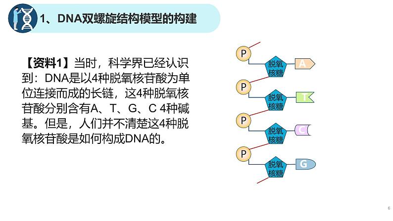 高中生物人教版2019必修2遗传与进化3-2DNA的结构 课件106