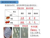 高中生物人教版2019必修2遺傳與進(jìn)化3-1DNA是主要的遺傳物質(zhì) 課件2