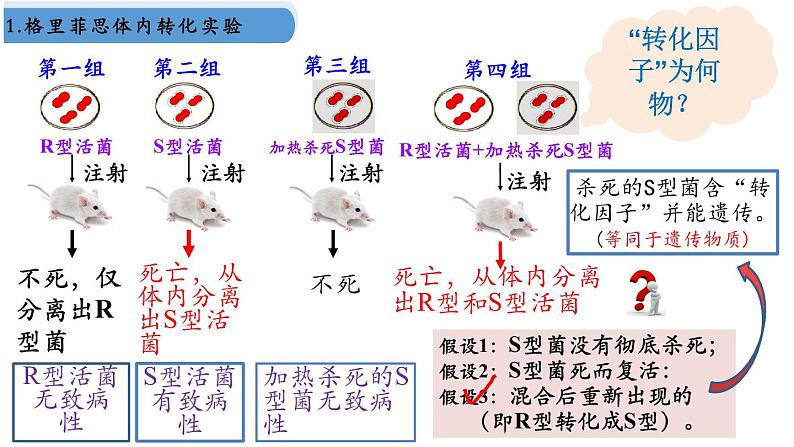 高中生物人教版2019必修2遗传与进化3-1DNA是主要的遗传物质 课件206