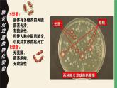 高中生物人教版2019必修2遗传与进化3-1DNA是主要的遗传物质 课件1