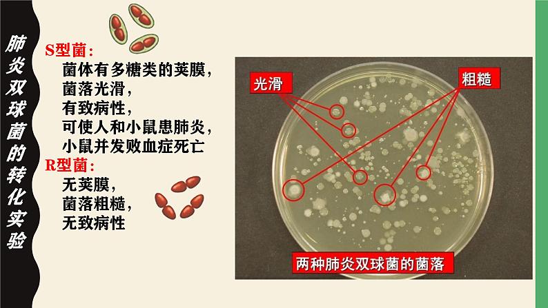 高中生物人教版2019必修2遗传与进化3-1DNA是主要的遗传物质 课件105