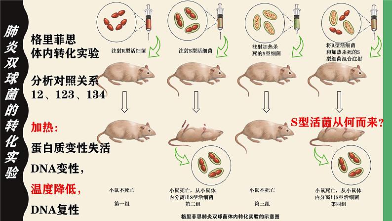 高中生物人教版2019必修2遗传与进化3-1DNA是主要的遗传物质 课件106