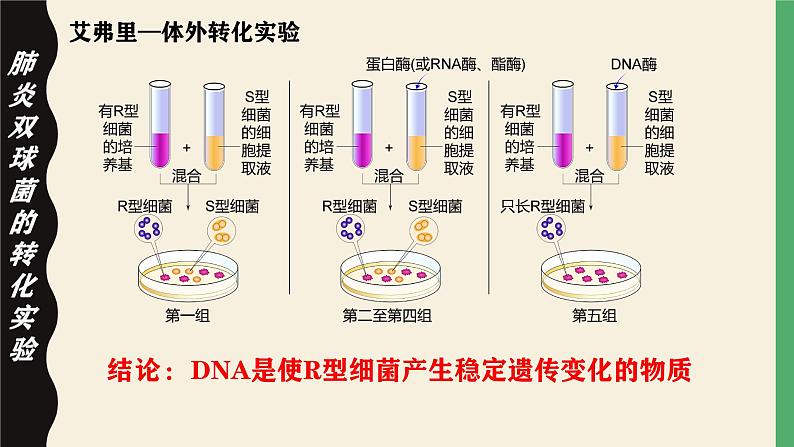 高中生物人教版2019必修2遗传与进化3-1DNA是主要的遗传物质 课件108