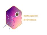 高中生物人教版2019必修2遗传与进化3-1DNA是主要的遗传物质（第二课时） 课件
