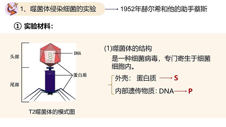 高中生物人教版2019必修2遗传与进化3-1DNA是主要的遗传物质（第二课时） 课件03