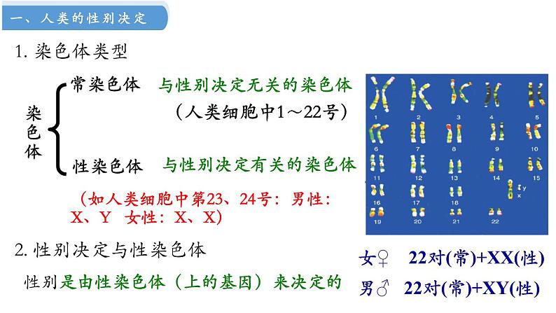 高中生物人教版2019必修2遗传与进化2-3伴性遗传 课件206