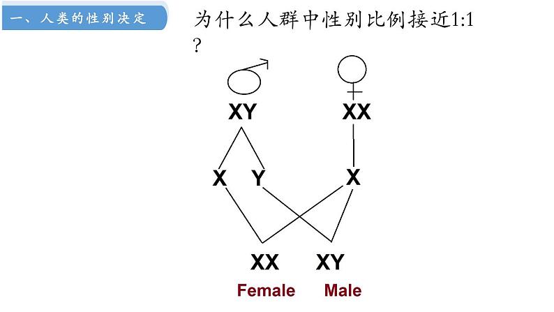 高中生物人教版2019必修2遗传与进化2-3伴性遗传 课件208