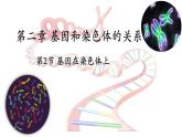 高中生物人教版2019必修2遺傳與進(jìn)化2-2基因在染色體上 課件4