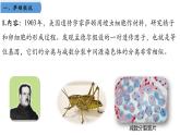 高中生物人教版2019必修2遺傳與進(jìn)化2-2基因在染色體上 課件4