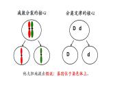 高中生物人教版2019必修2遺傳與進(jìn)化2-2基因在染色體上 課件4
