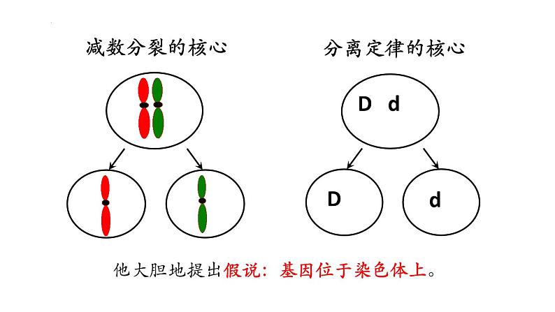 高中生物人教版2019必修2遗传与进化2-2基因在染色体上 课件405