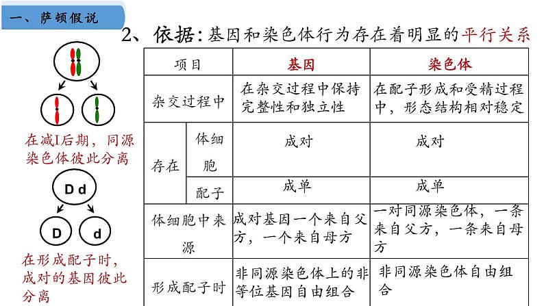 高中生物人教版2019必修2遗传与进化2-2基因在染色体上 课件406