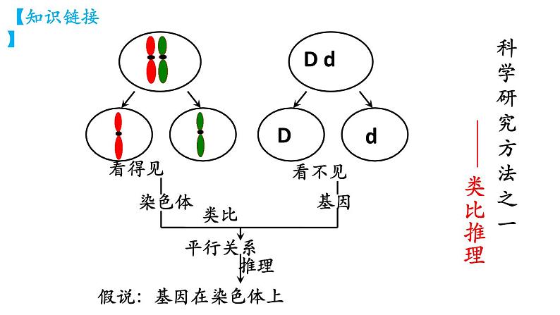 高中生物人教版2019必修2遗传与进化2-2基因在染色体上 课件407