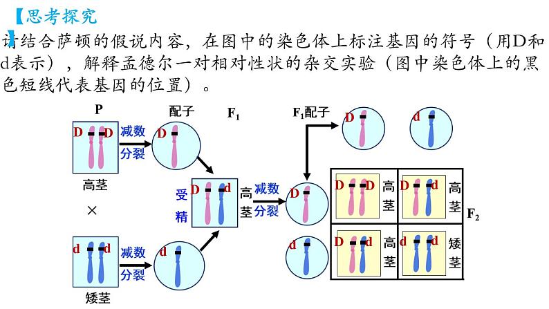 高中生物人教版2019必修2遗传与进化2-2基因在染色体上 课件408